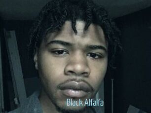 Black_Alfalfa
