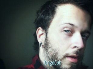DingoCub