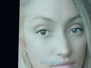 Harlowrose