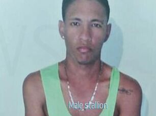 Male_stallion