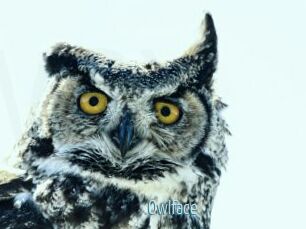 Owlface