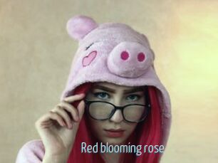 Red_blooming_rose