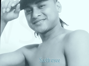 Scottrosee